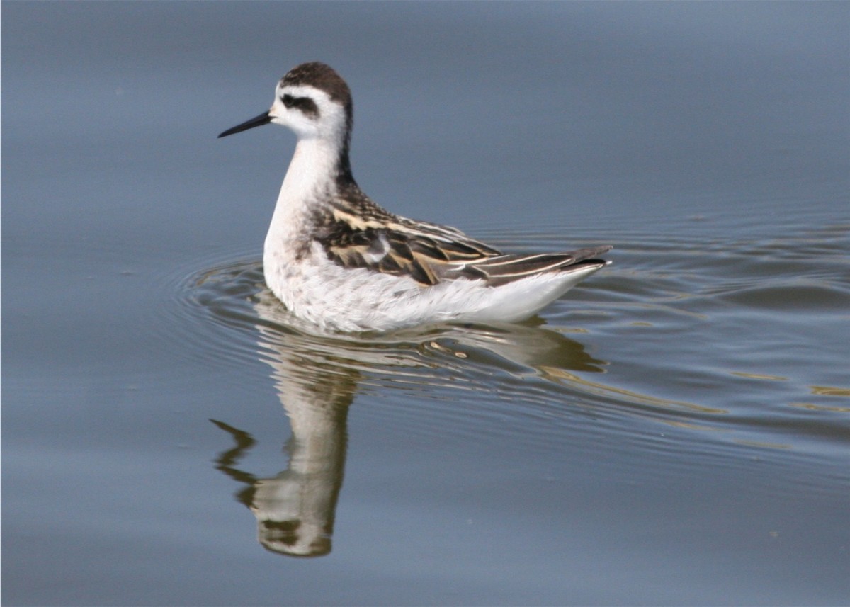 Red-necked Phalarope - ML624123092