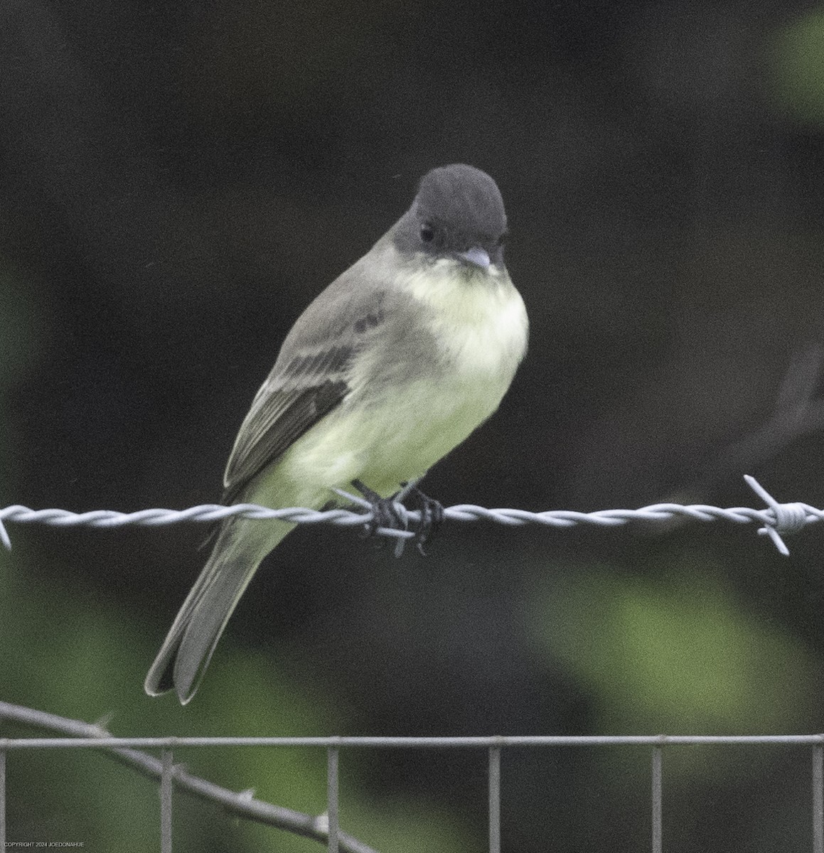 Eastern Phoebe - ML624123106