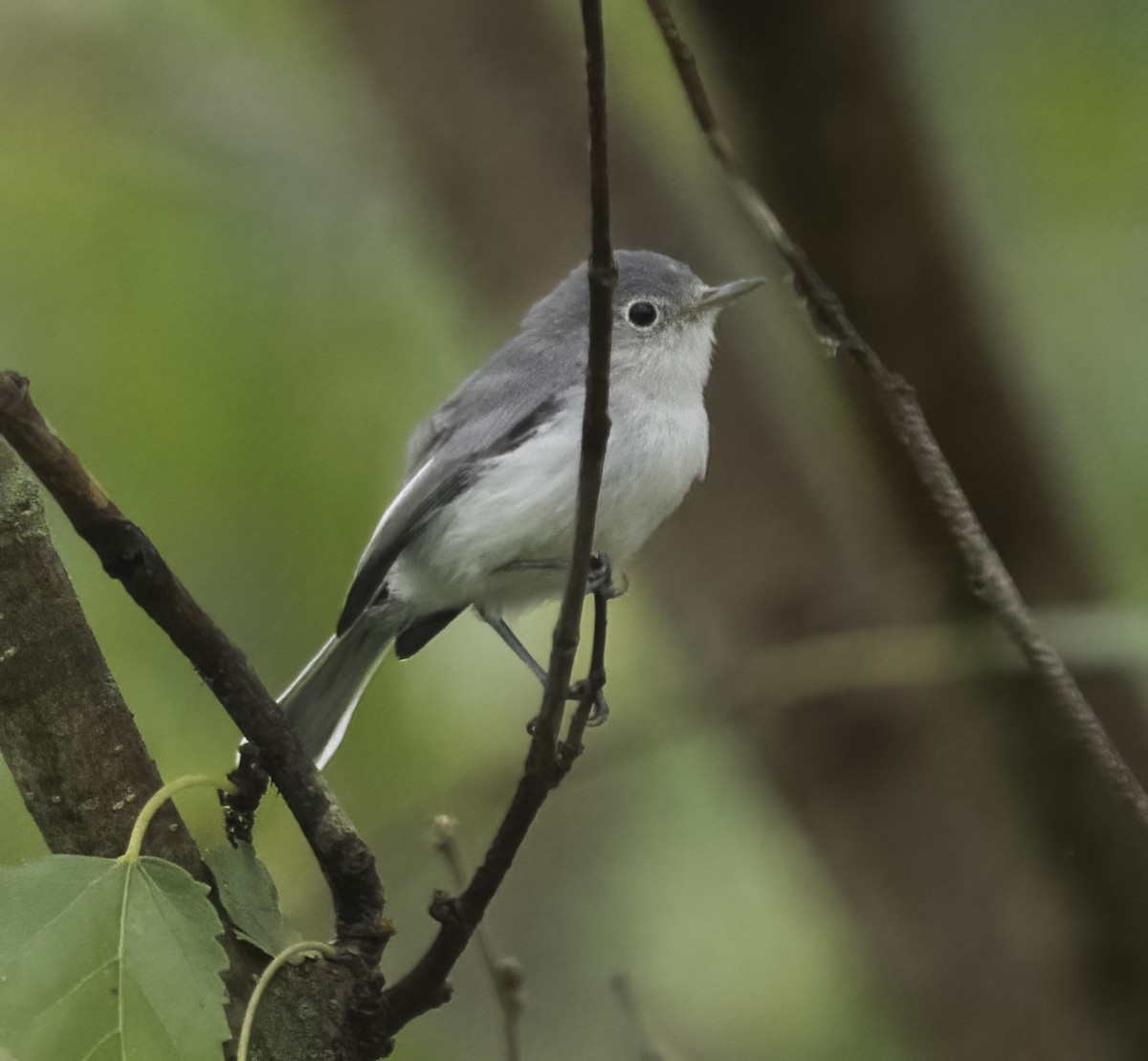 Blue-gray Gnatcatcher - Joe Donahue