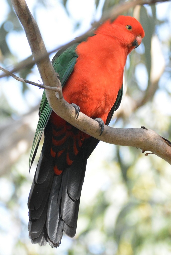 Australian King-Parrot - ML624123123