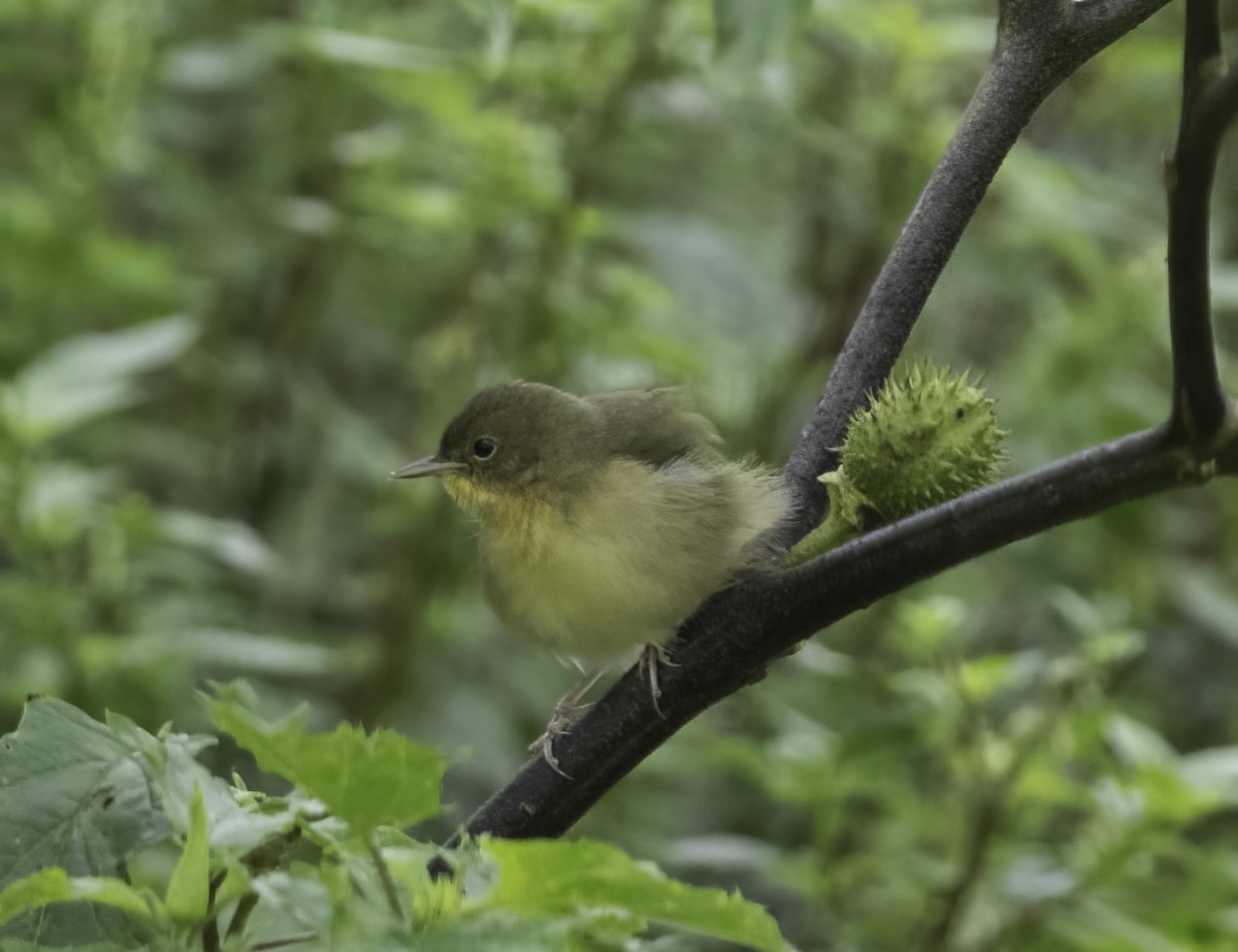 Common Yellowthroat - ML624123129