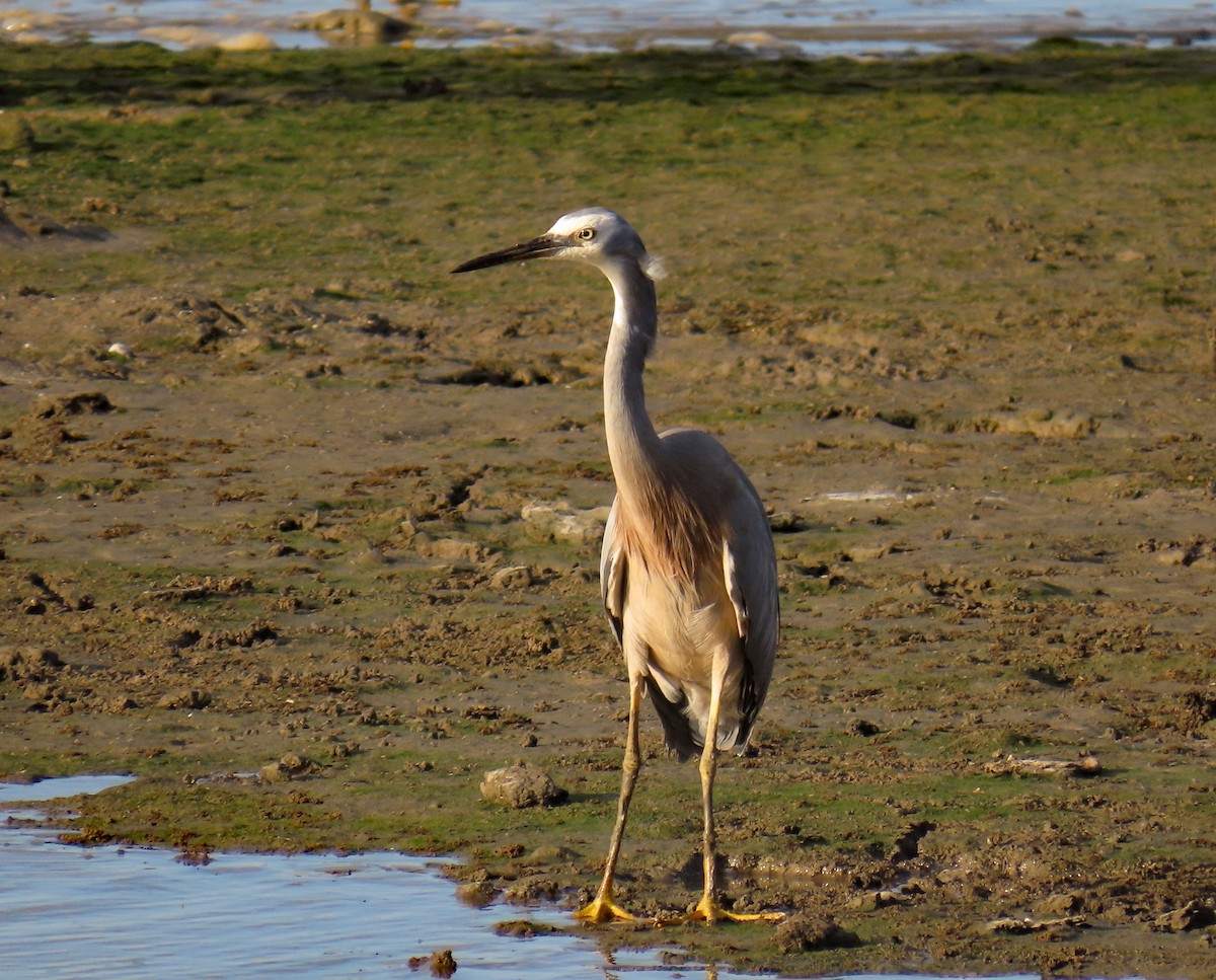 White-faced Heron - ML624123145