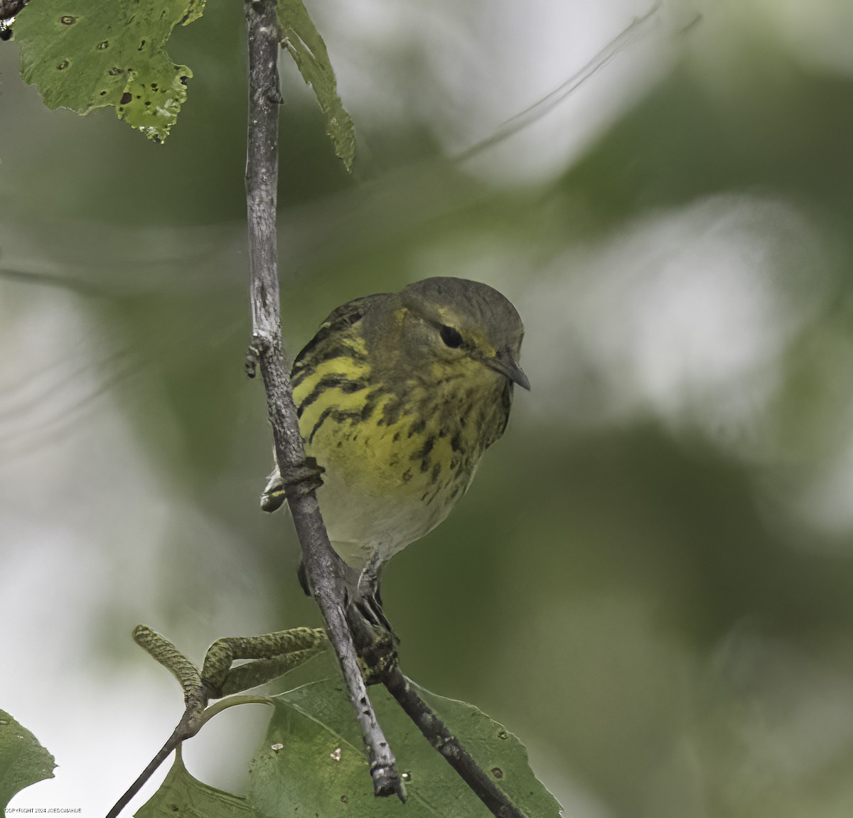 Cape May Warbler - ML624123146