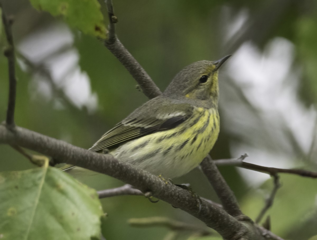 Cape May Warbler - ML624123147