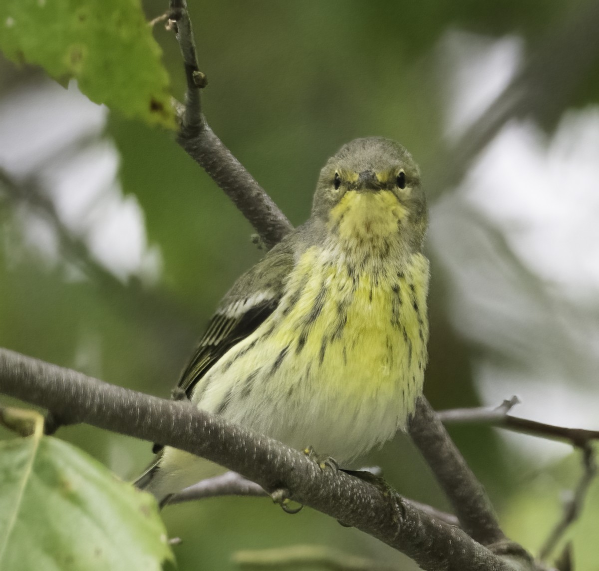 Cape May Warbler - ML624123148