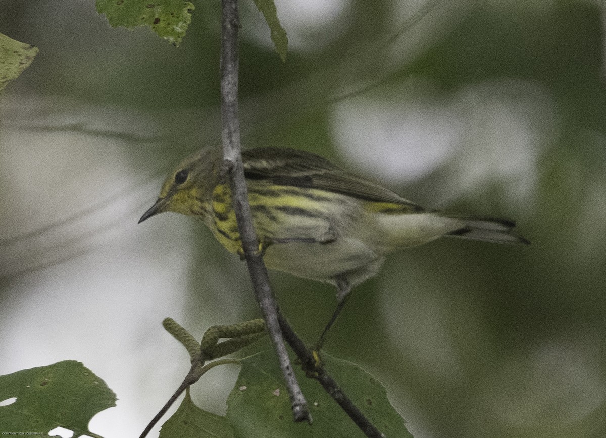 Cape May Warbler - ML624123149