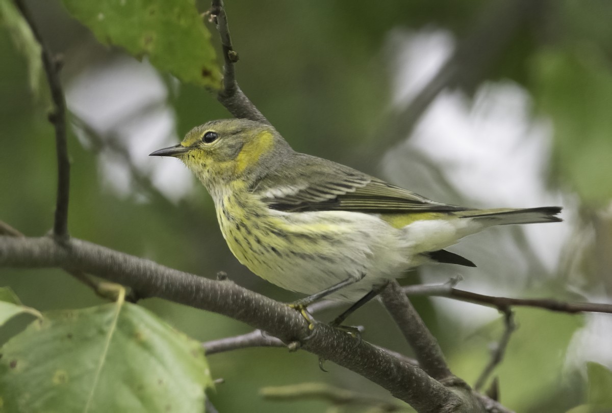 Cape May Warbler - ML624123150