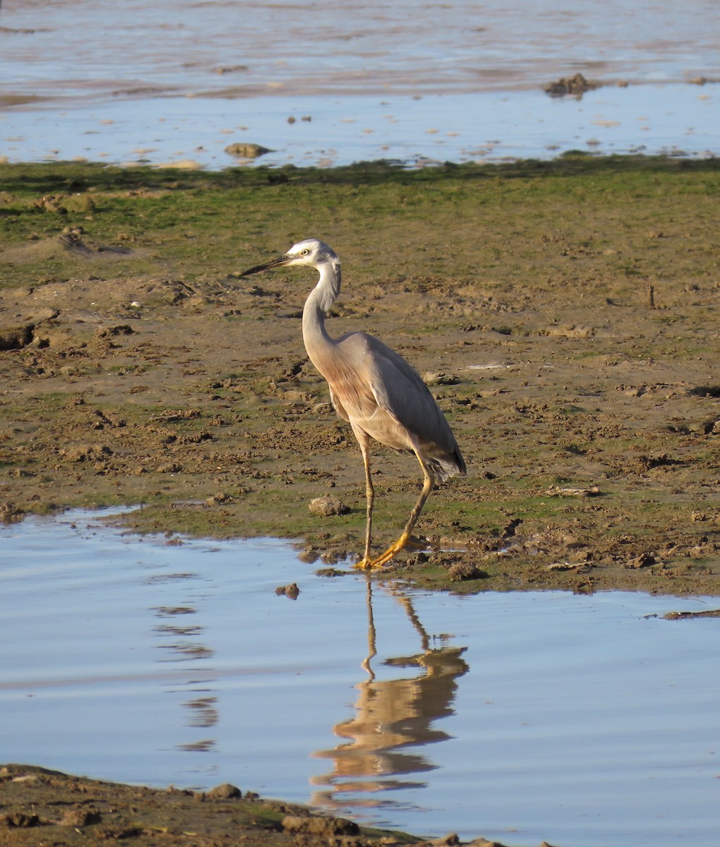 White-faced Heron - ML624123153