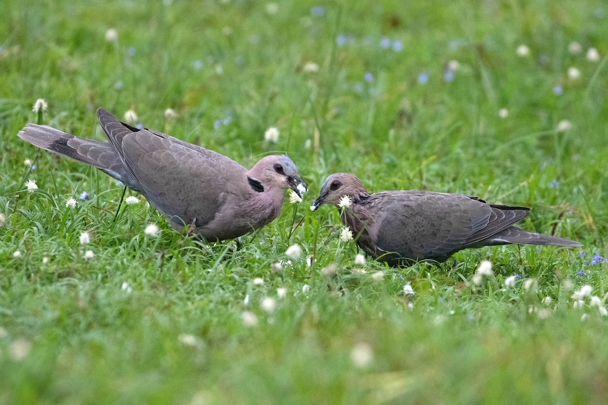 Red-eyed Dove - ML624123155