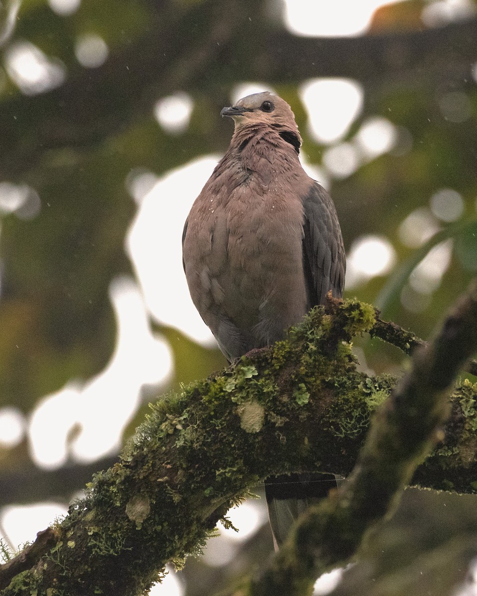 Red-eyed Dove - ML624123156