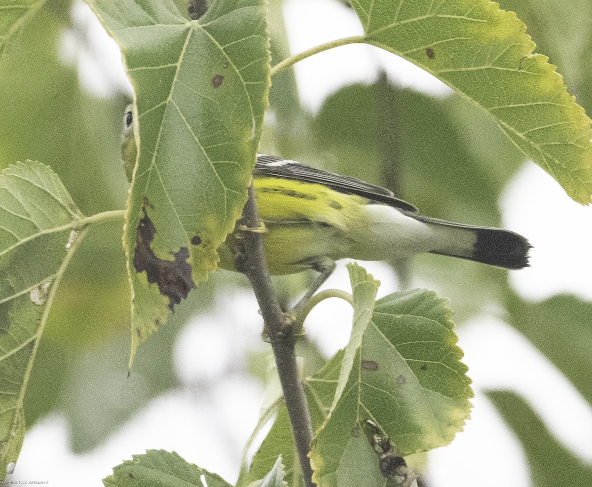 Magnolia Warbler - ML624123159