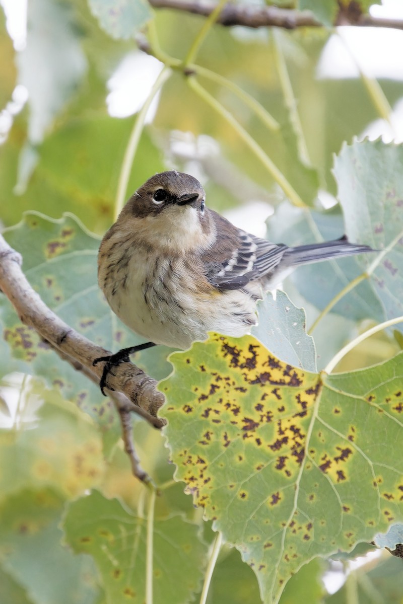 Yellow-rumped Warbler - ML624123169