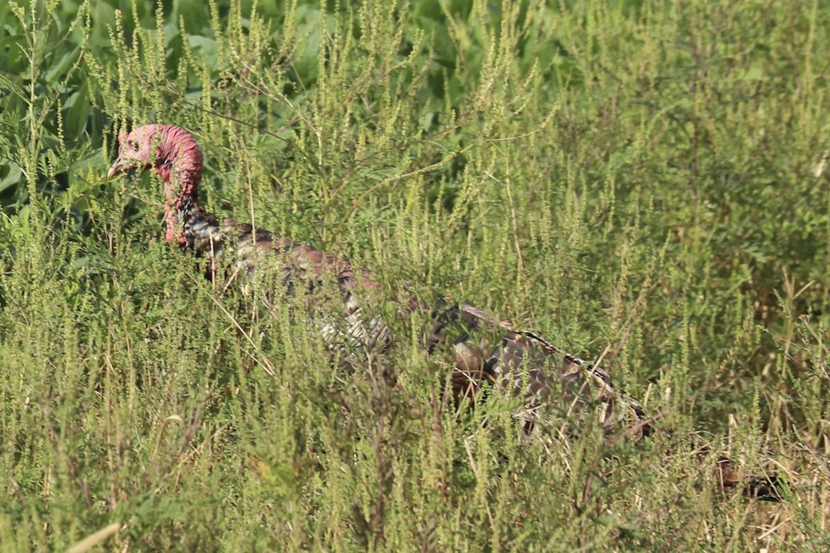 Wild Turkey - ML624123171