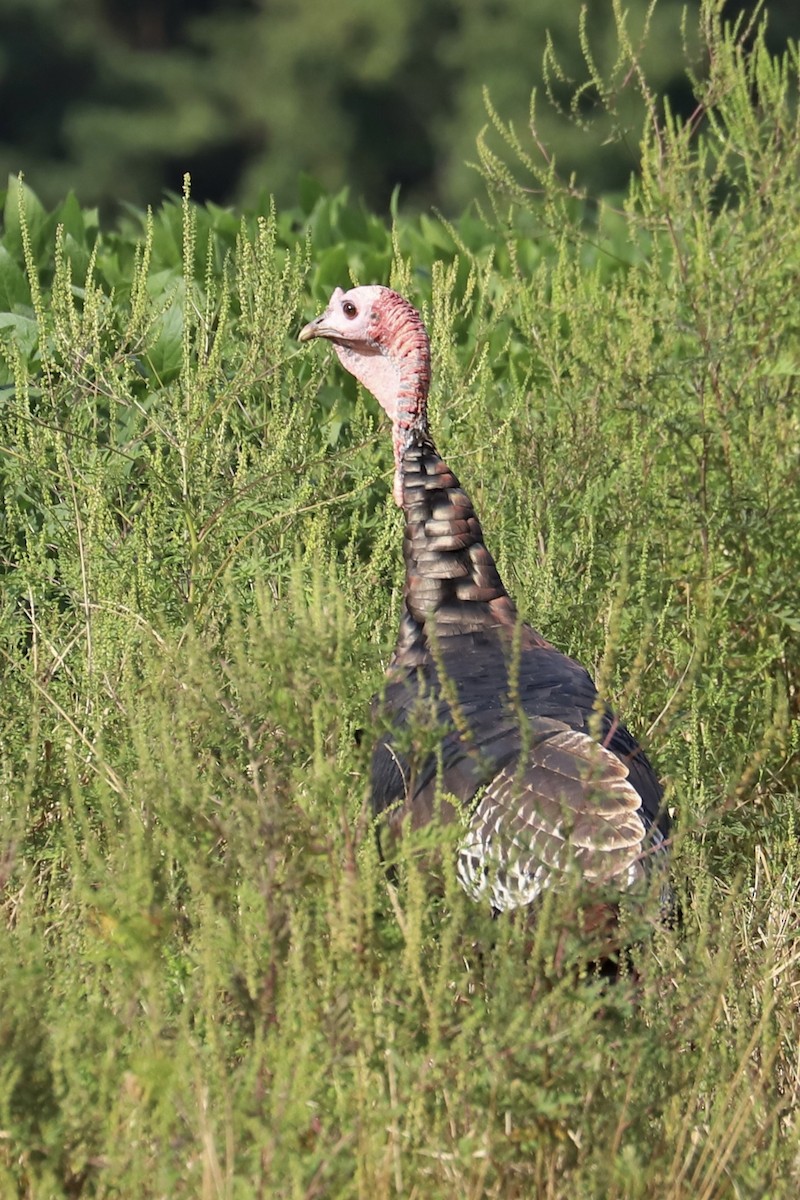 Wild Turkey - ML624123172