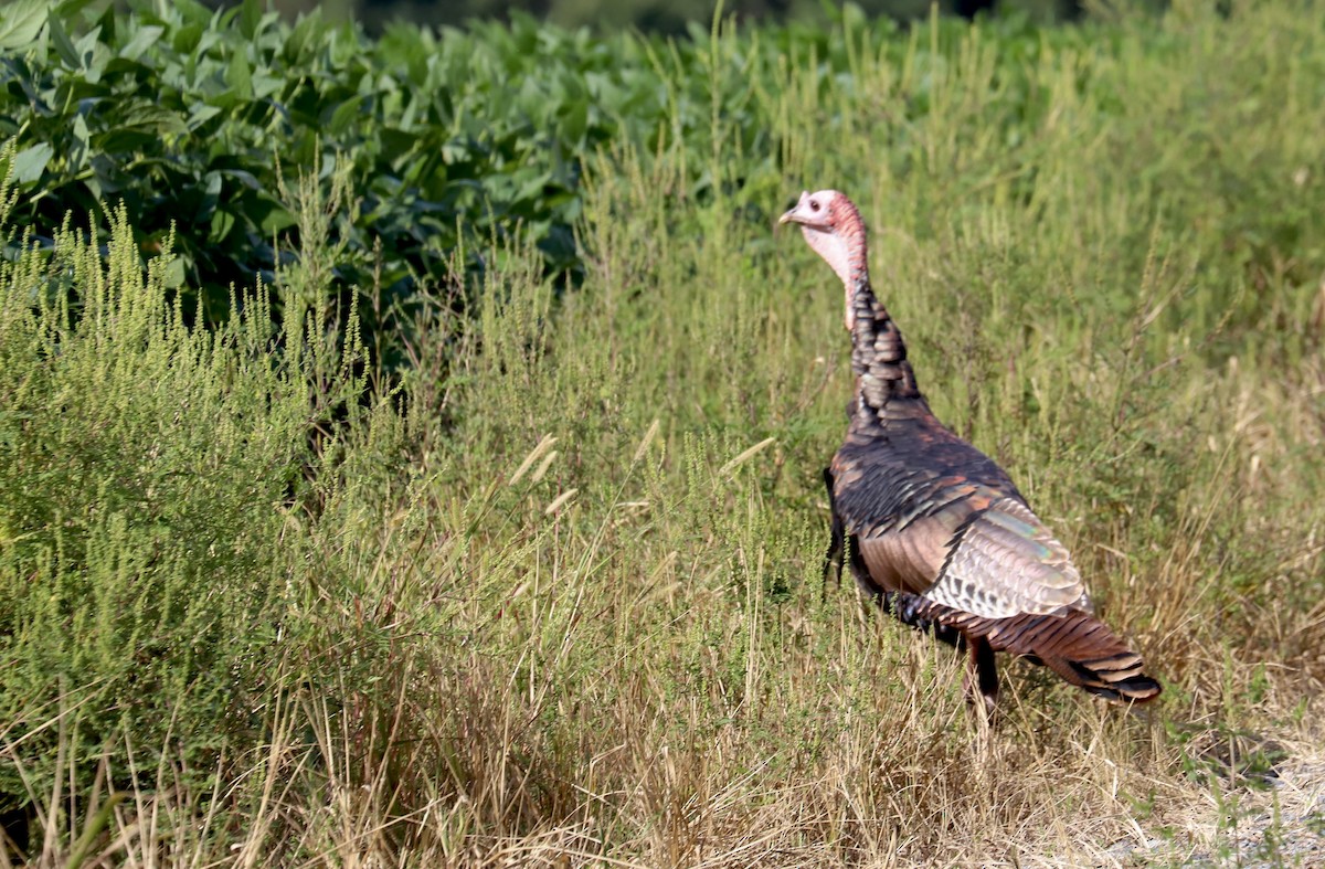 Wild Turkey - ML624123175