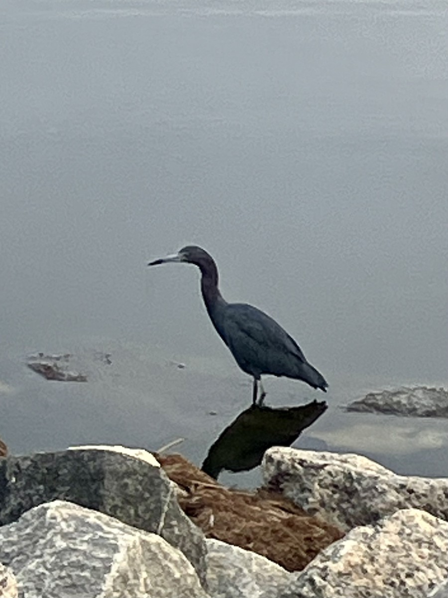 Little Blue Heron - ML624123182
