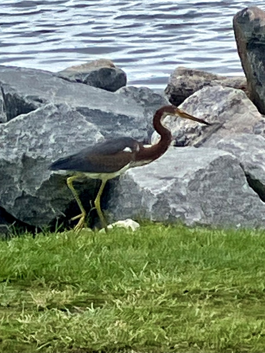 Tricolored Heron - ML624123192