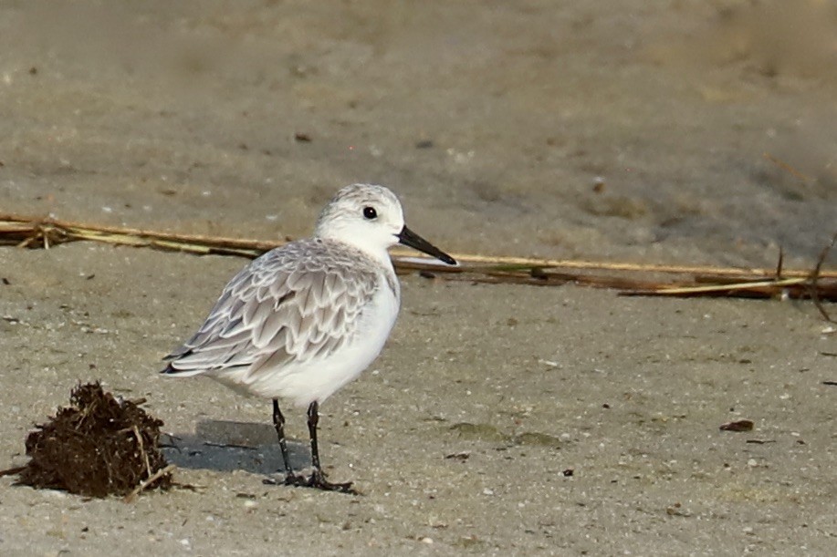 Sanderling - ML624123197