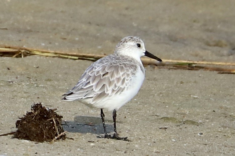 Sanderling - ML624123198