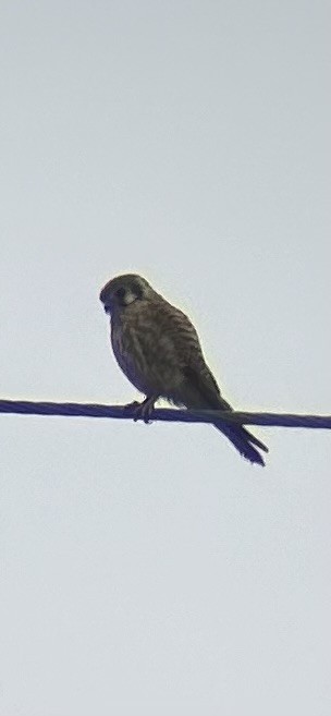 American Kestrel - ML624123204