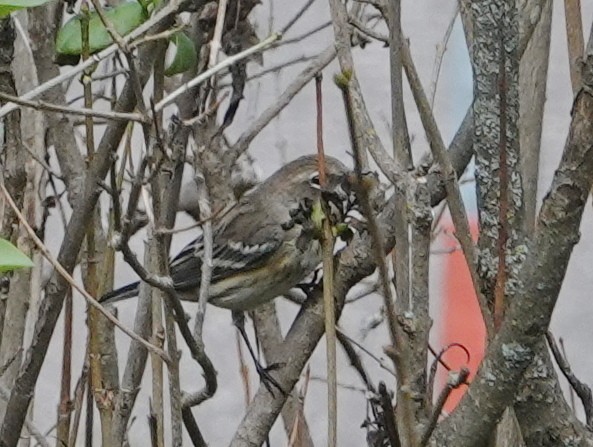 Yellow-rumped Warbler - ML624123212