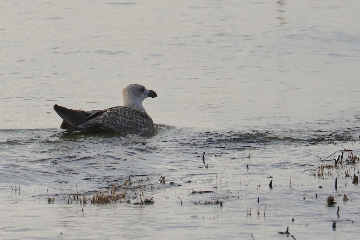 Great Black-backed Gull - ML624123218