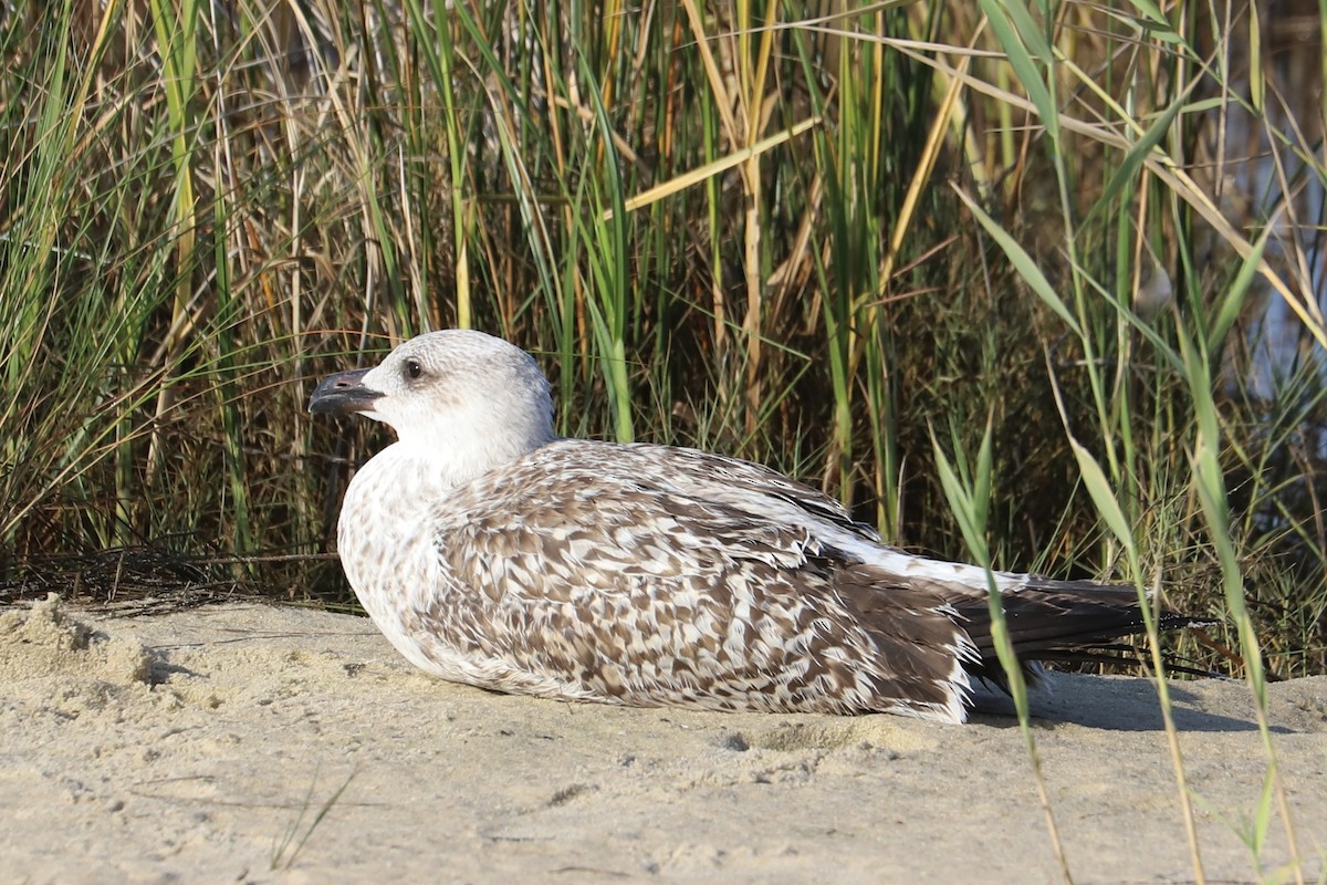 Great Black-backed Gull - ML624123219