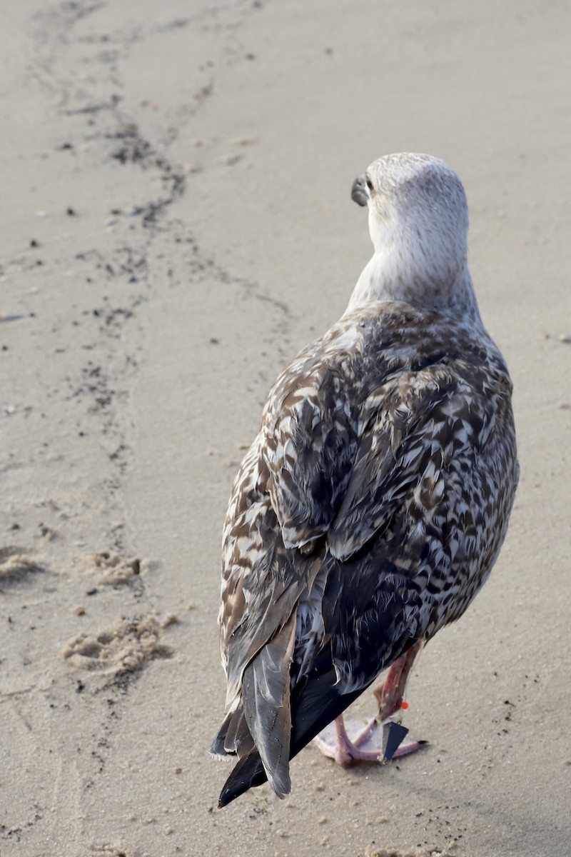 Great Black-backed Gull - ML624123220