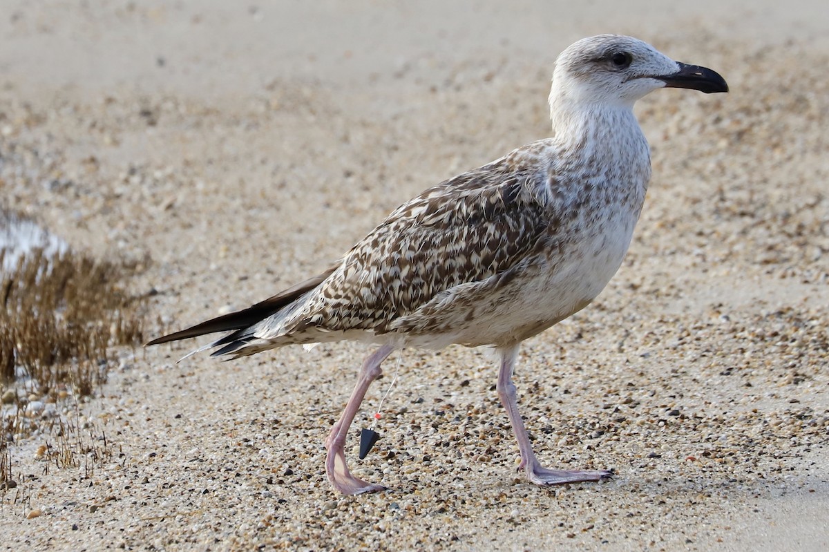 Great Black-backed Gull - ML624123221