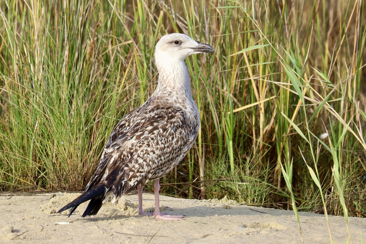 Great Black-backed Gull - ML624123222