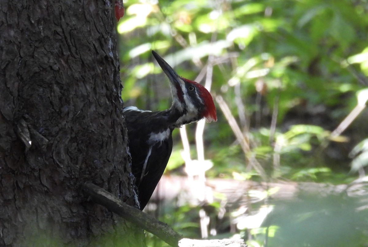 Pileated Woodpecker - ML624123231