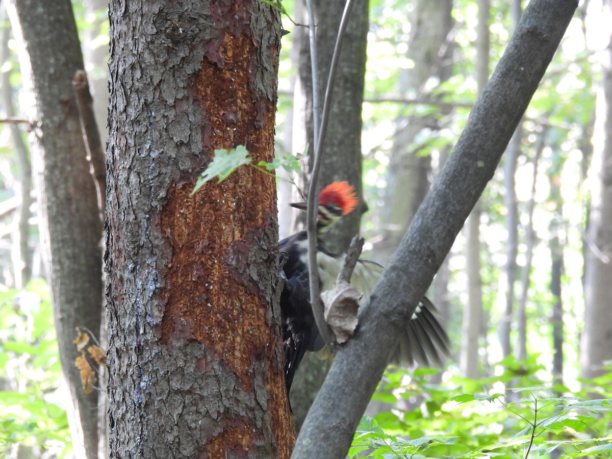 Pileated Woodpecker - ML624123232