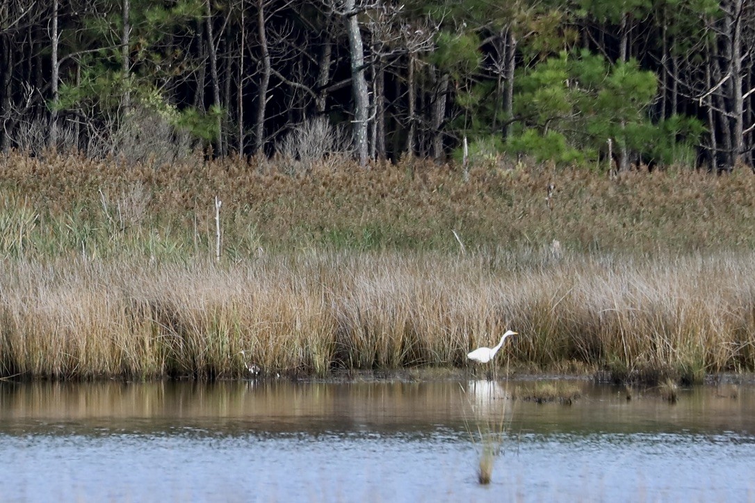 Great Egret - ML624123236