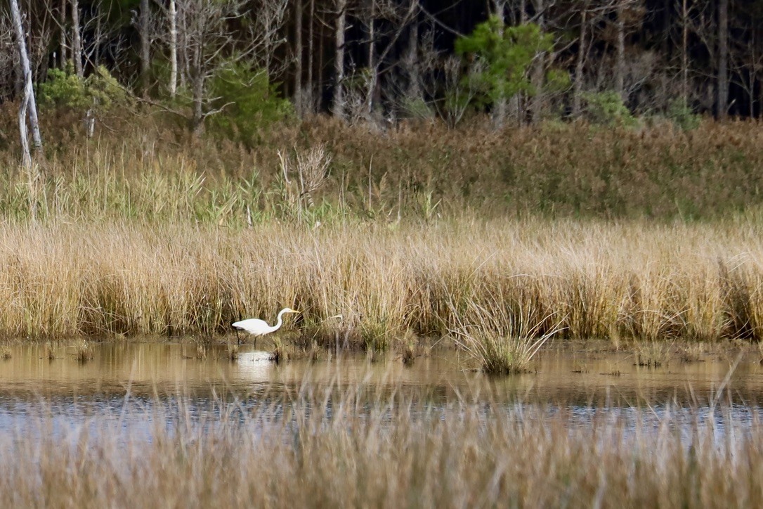 Great Egret - ML624123237