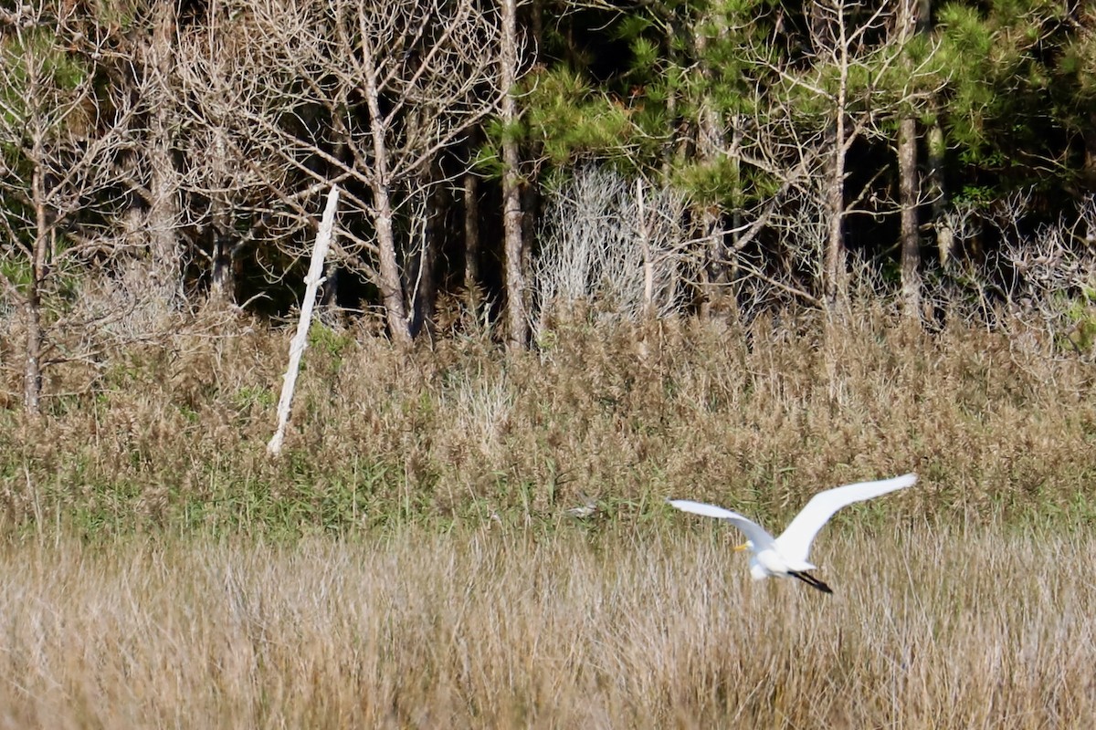 Great Egret - ML624123239