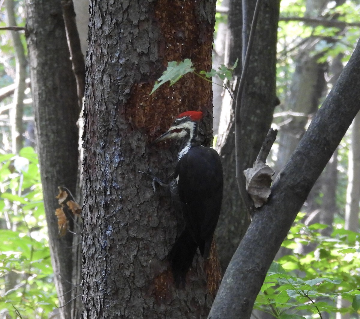 Pileated Woodpecker - ML624123241