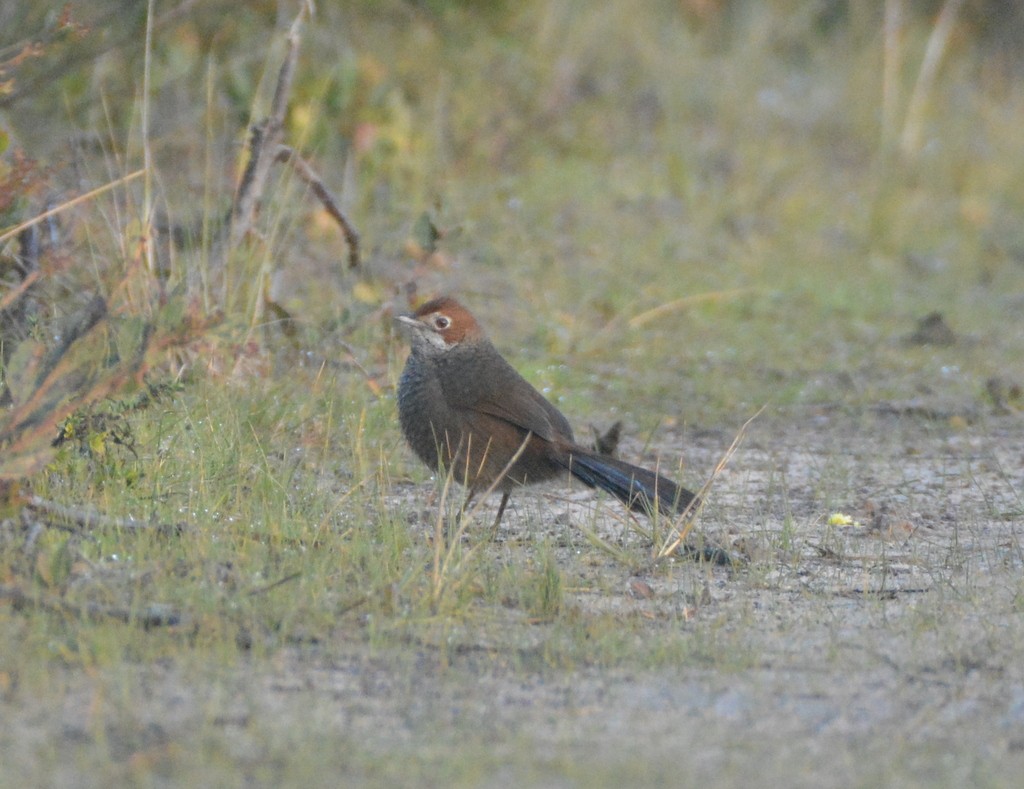 Rufous Bristlebird - ML624123252