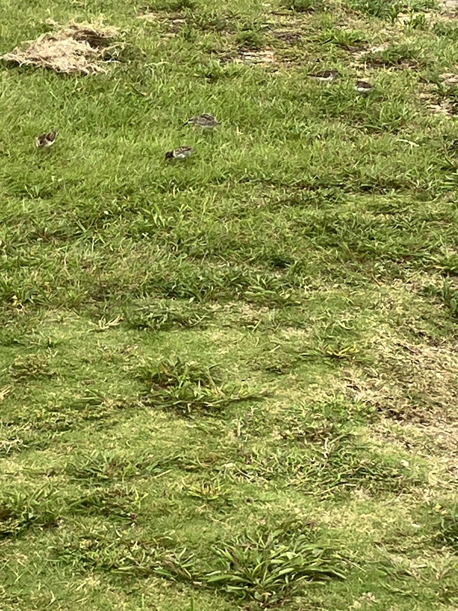 jespák drobný - ML624123253