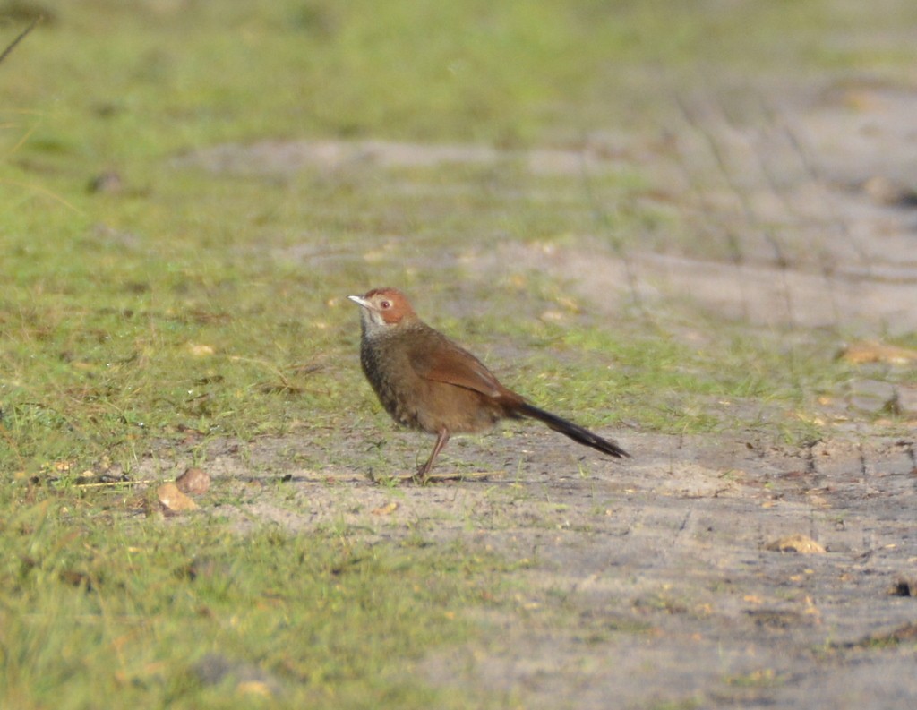 Rufous Bristlebird - ML624123260