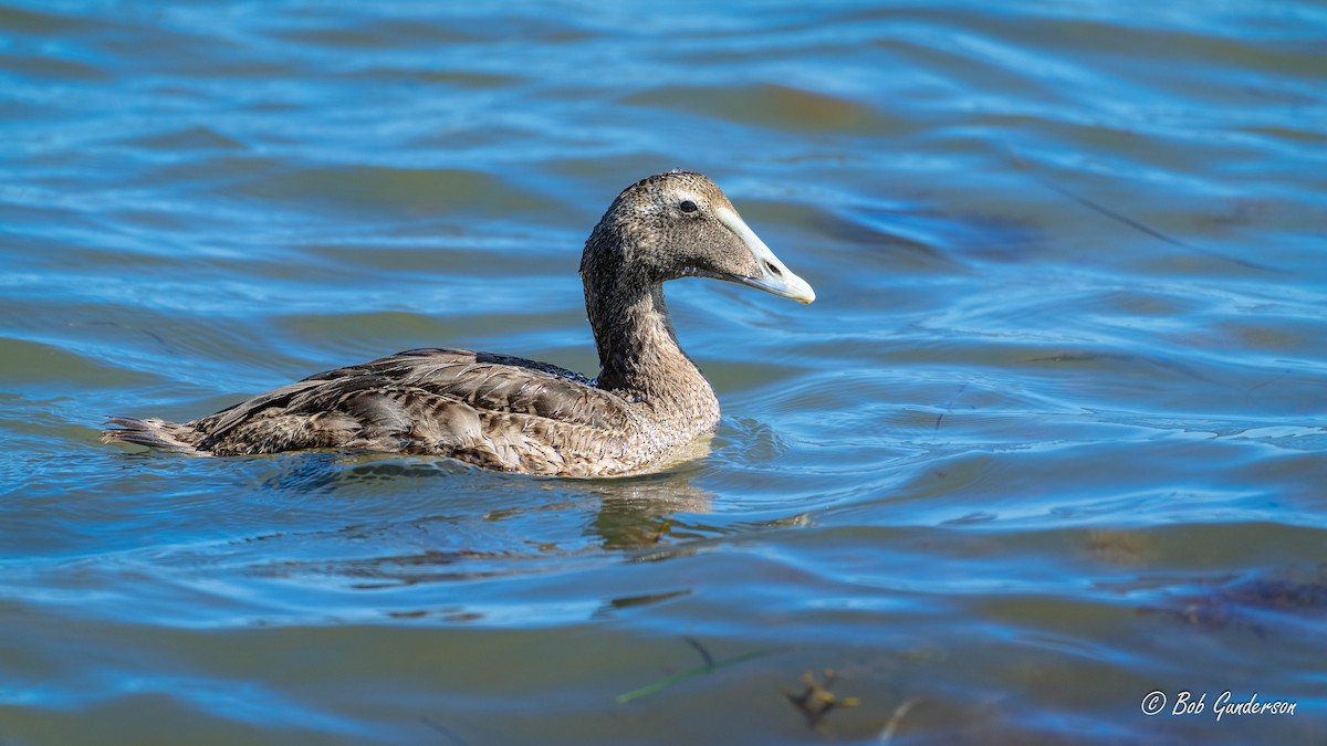 Common Eider - ML624123261