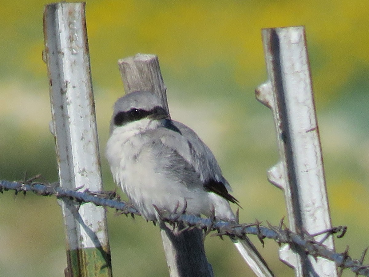 Loggerhead Shrike - Jim Crites