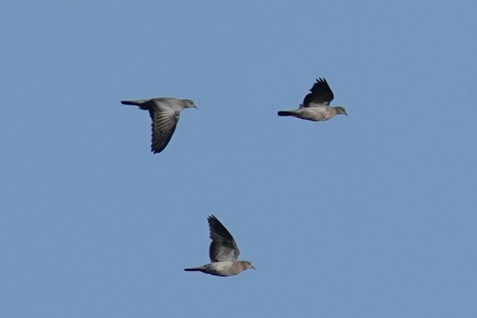 Stock Dove - ML624123270