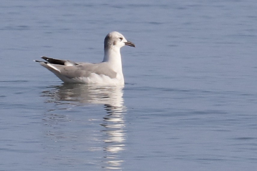 Laughing Gull - ML624123277