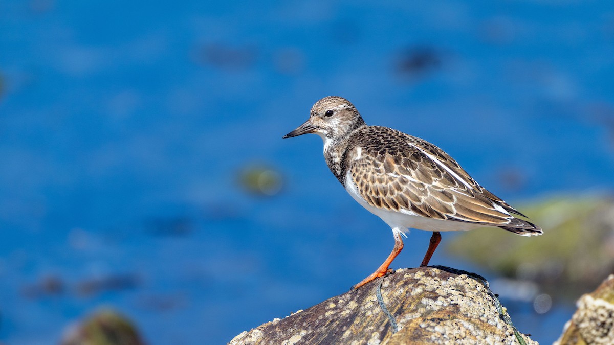 Ruddy Turnstone - ML624123301