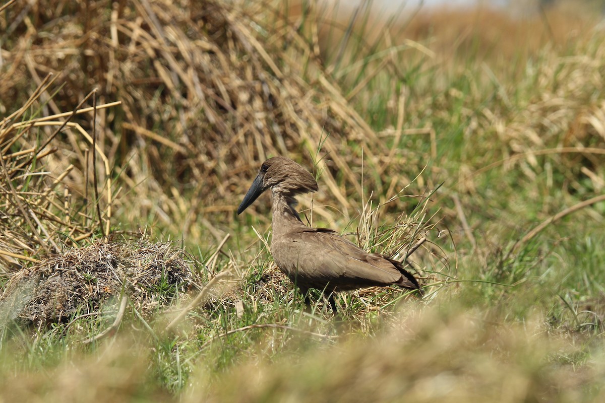 Hamerkop - Talia Härtel