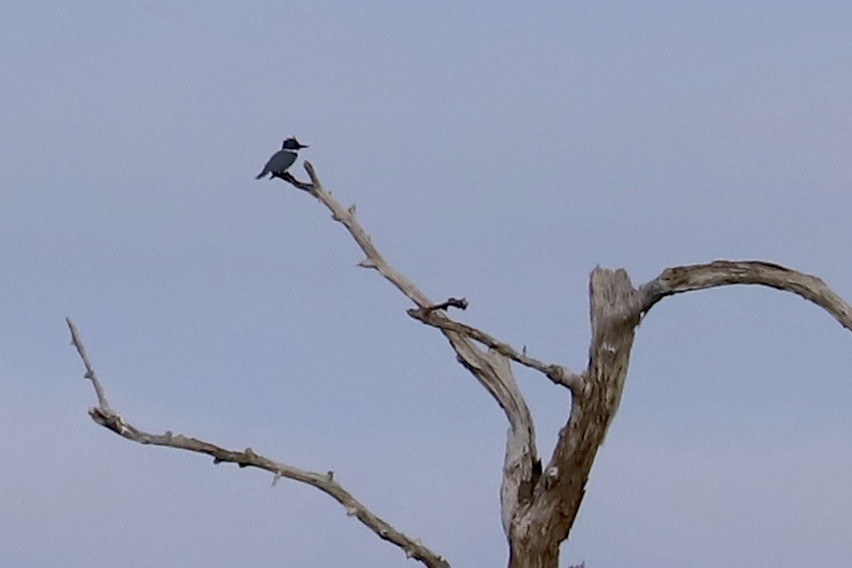 Belted Kingfisher - ML624123310