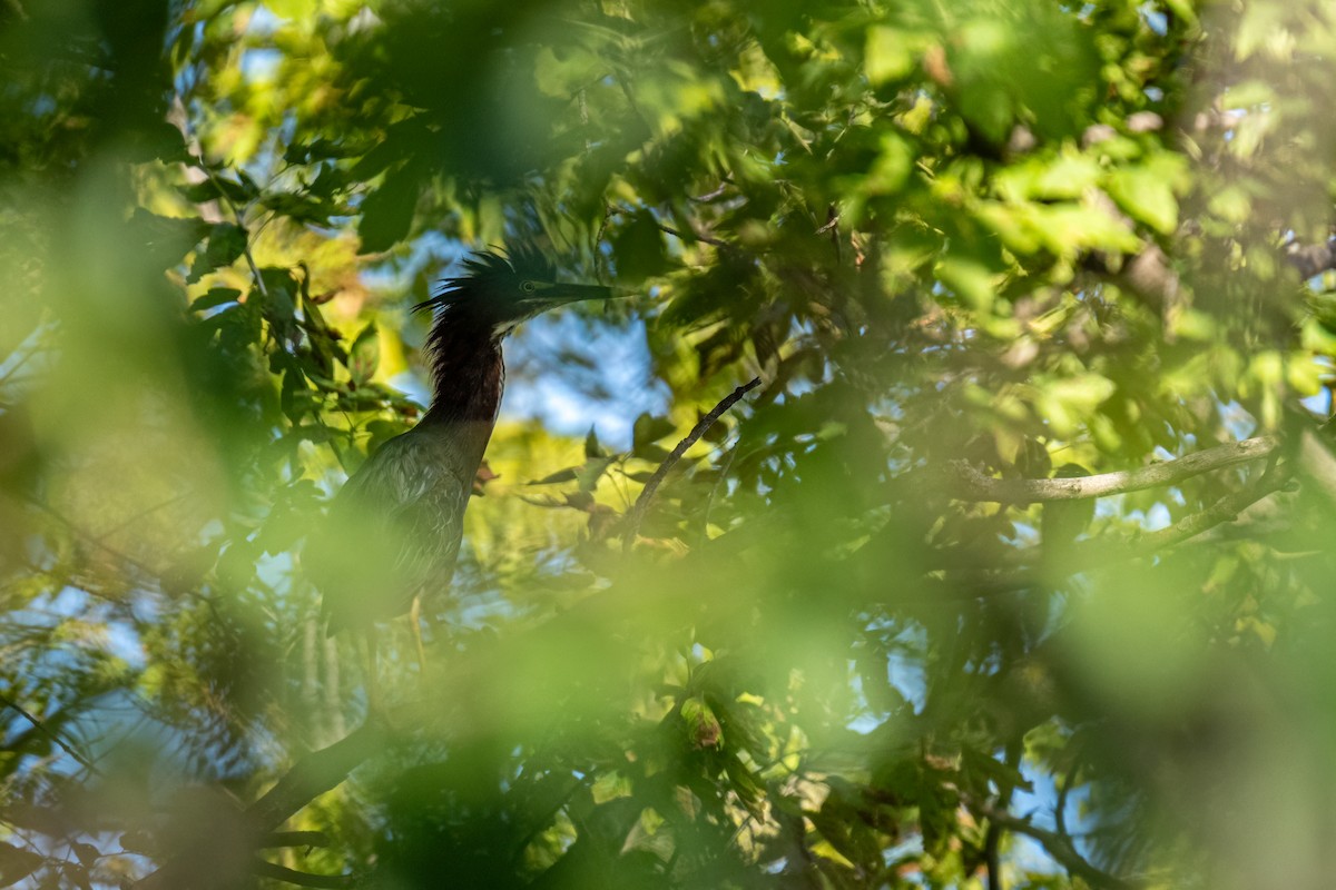 Green Heron - ML624123326