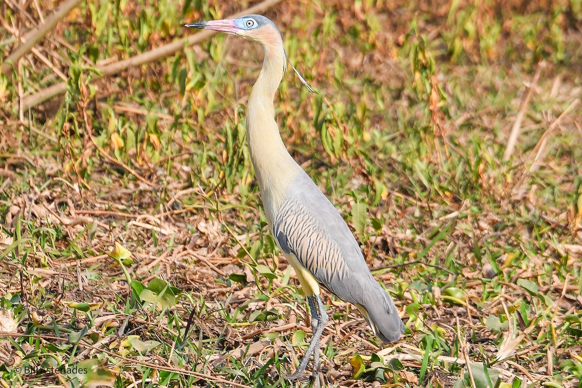 Whistling Heron - ML624123342