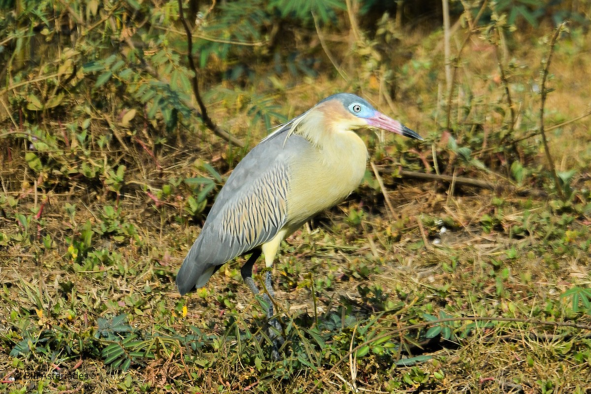 Whistling Heron - ML624123343