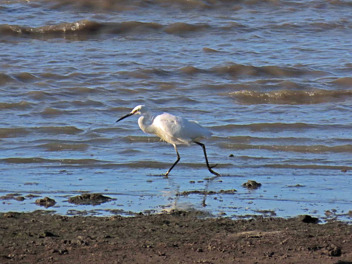 Little Egret (Australasian) - ML624123354